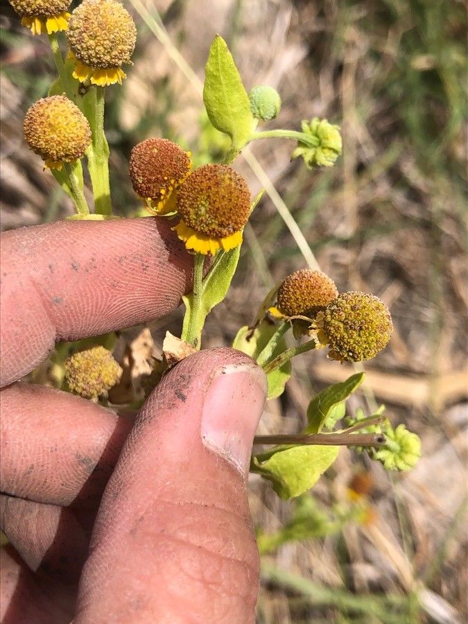 Helenium microcephalum flower