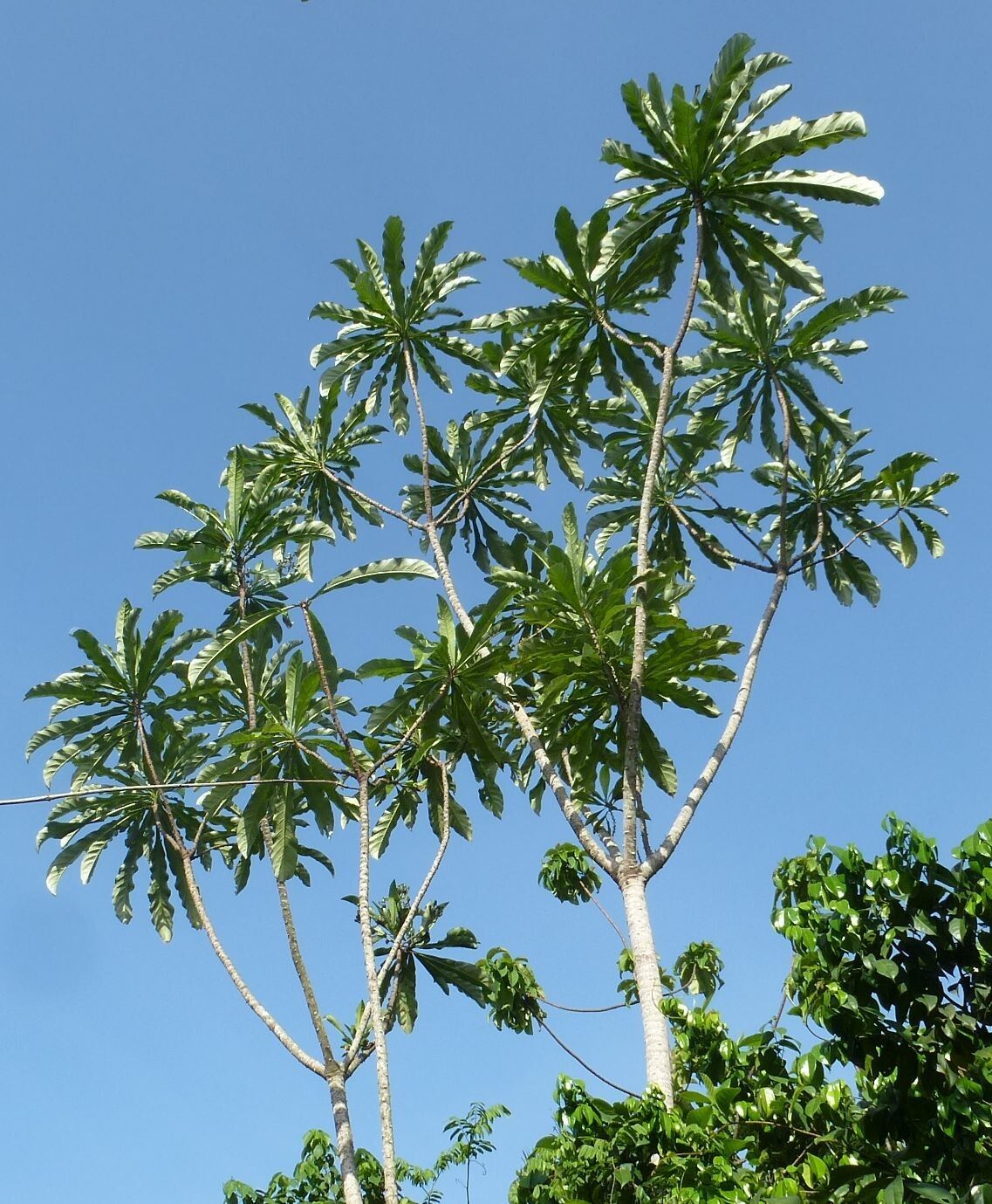 Anthocleista nobilis habit