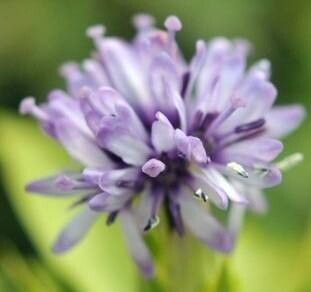 Helonias koreana flower