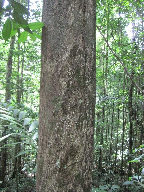 Mouriri angulicosta — related species from the same genus