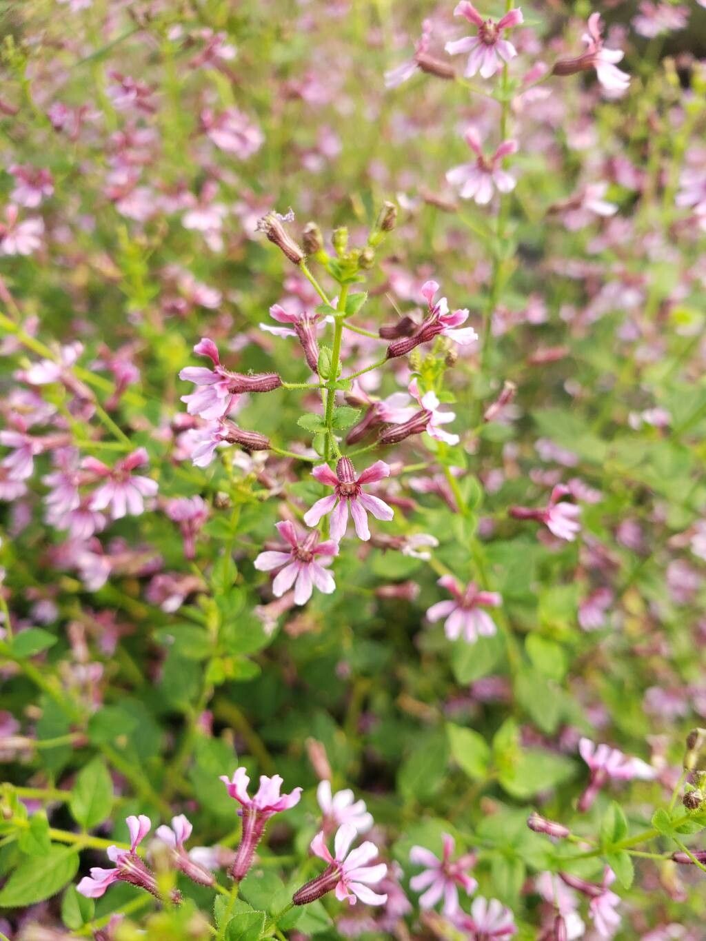 Cuphea ramosissima flower