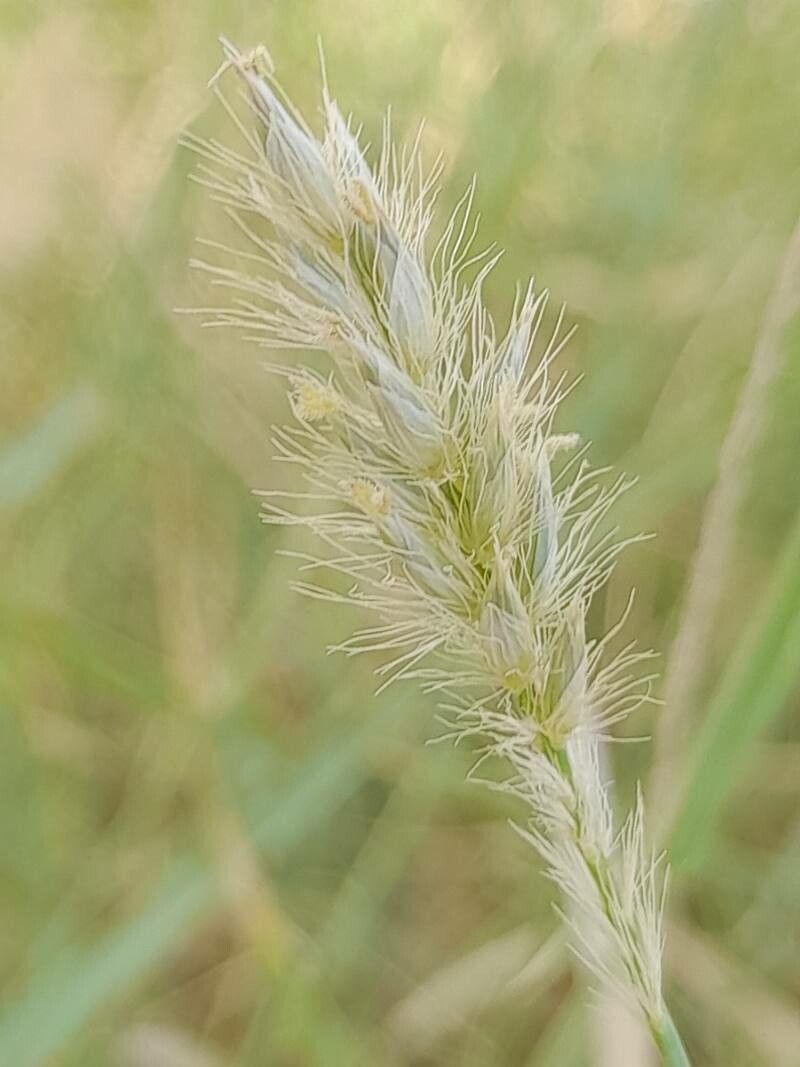 Cenchrus divisus flower