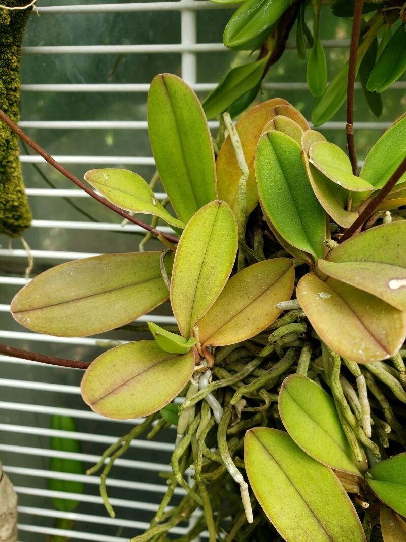 Phalaenopsis pulcherrima — houseplant care guide