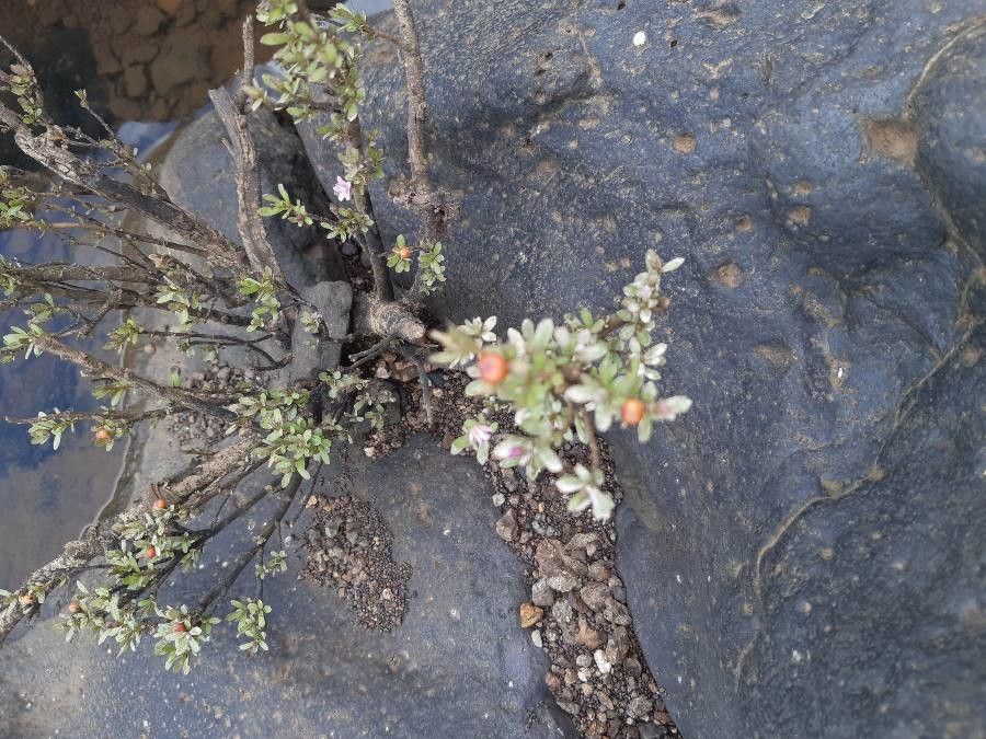 Rotula aquatica leaf