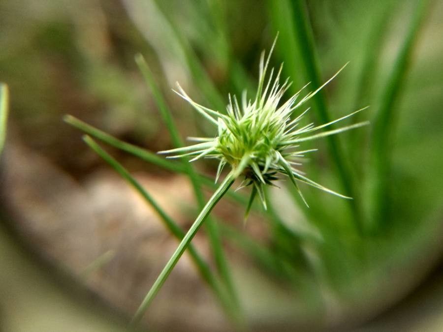 Echinaria capitata flower