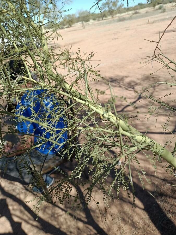 Parkinsonia microphylla — related species from the same genus