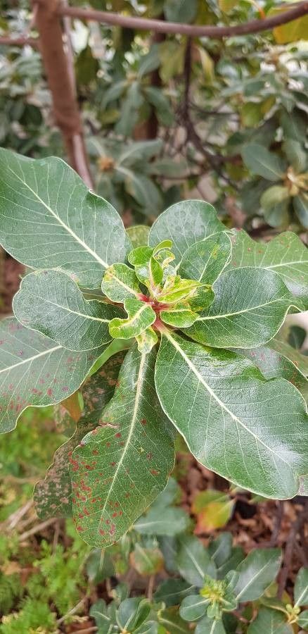 Sideroxylon mirmulans — houseplant care guide