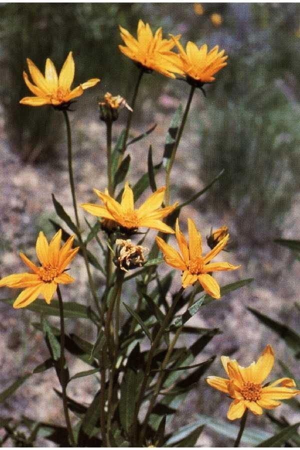 Helianthus nuttallii flower
