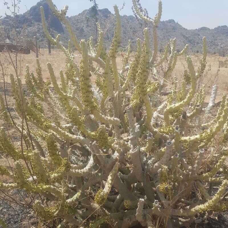 Euphorbia paganorum — houseplant care guide