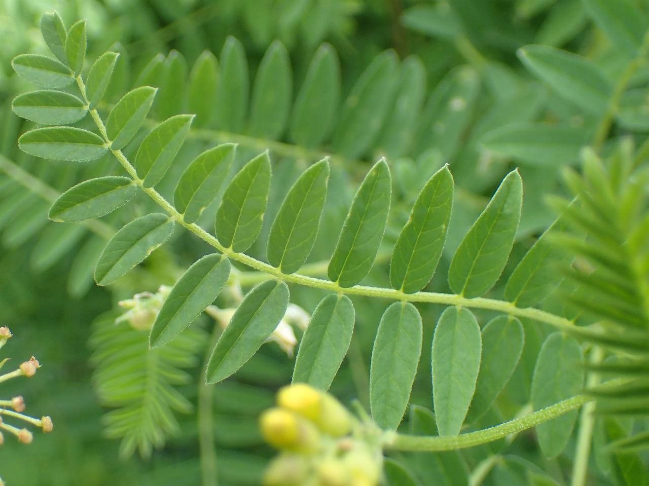Astragalus penduliflorus leaf