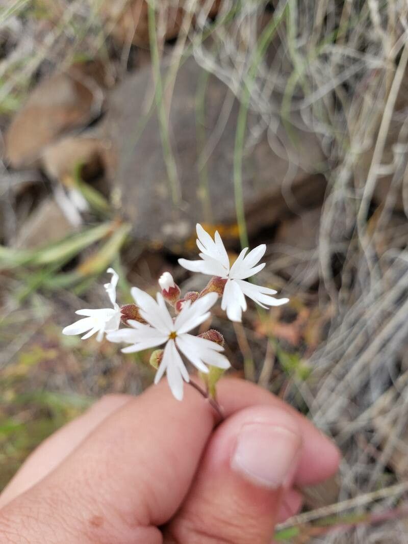 Lithophragma parviflorum — houseplant care guide