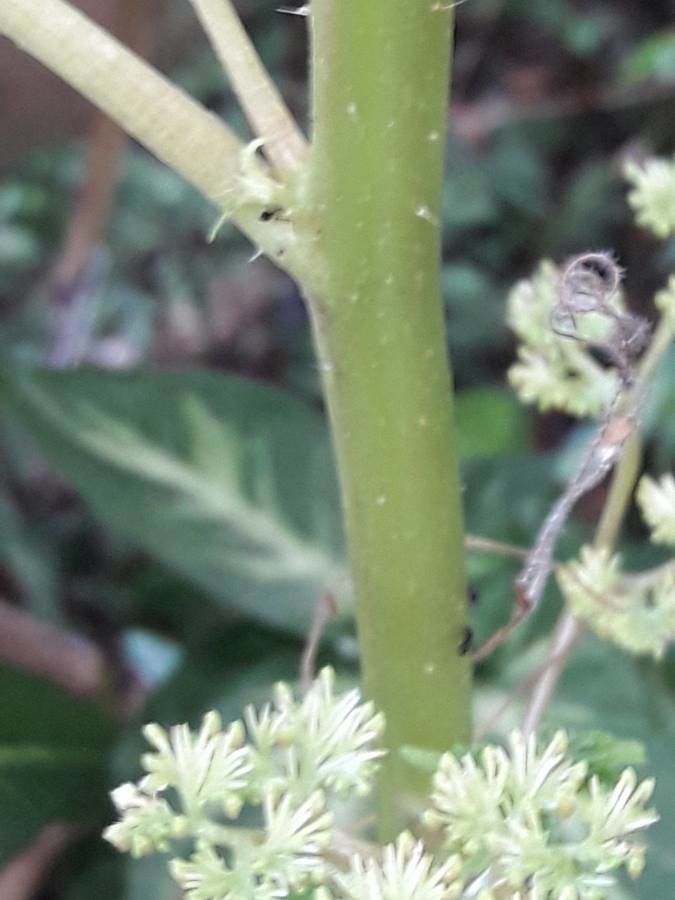 Laportea aestuans bark