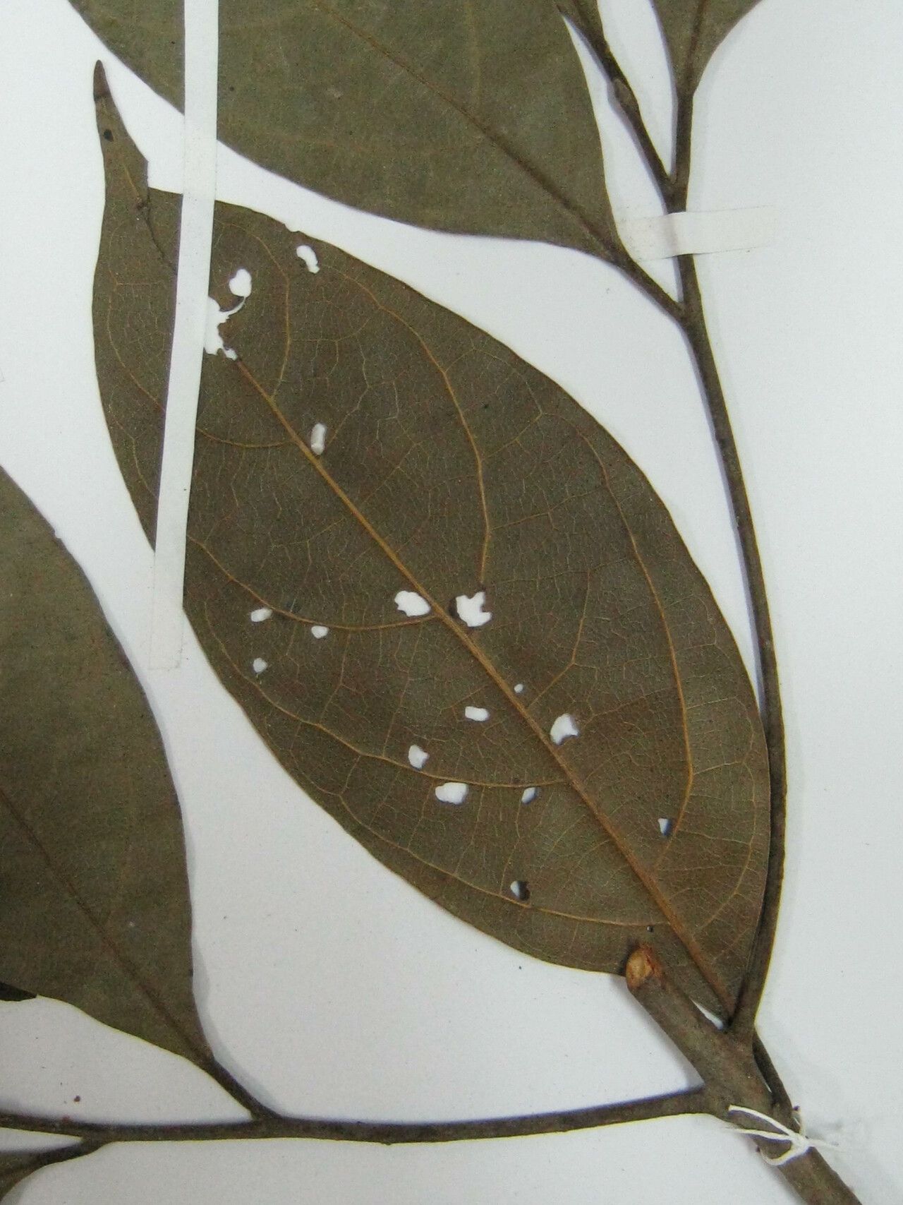 Ocotea scabrella — houseplant care guide