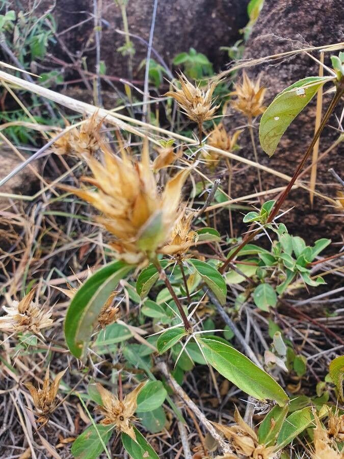 Barleria eranthemoides fruit