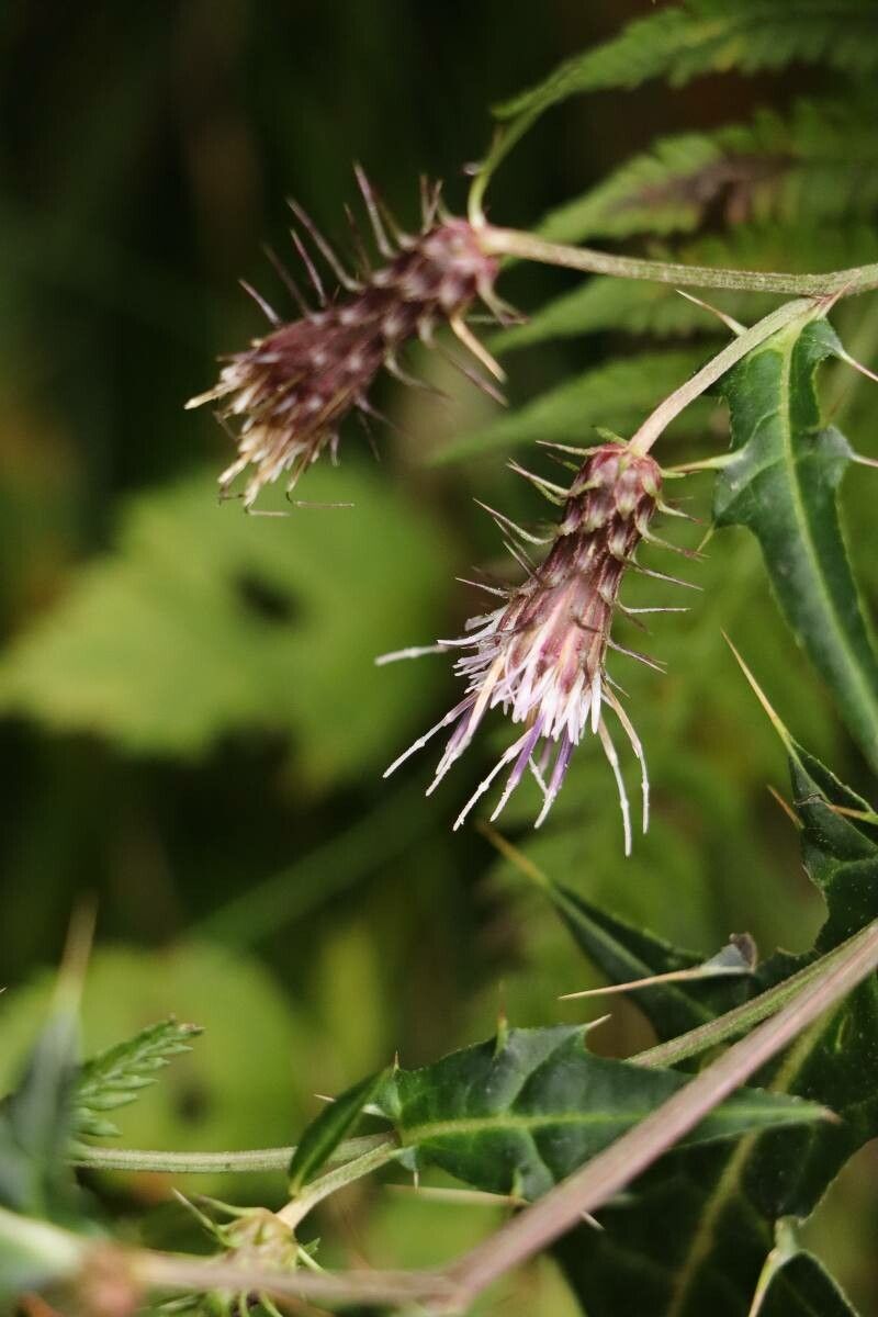 Cirsium tenuipedunculatum — search result for 'Cirsium'