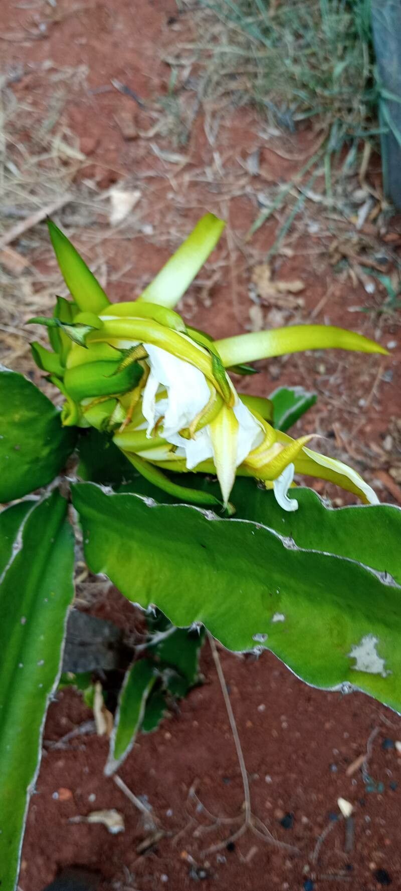 Selenicereus triangularis flower