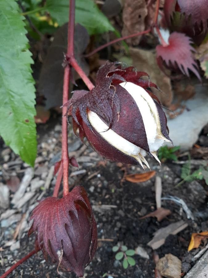 Gossypium hirsutum — search result for 'northern South America'