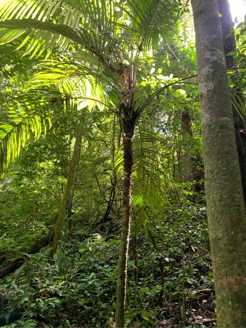 Astrocaryum mexicanum — houseplant care guide