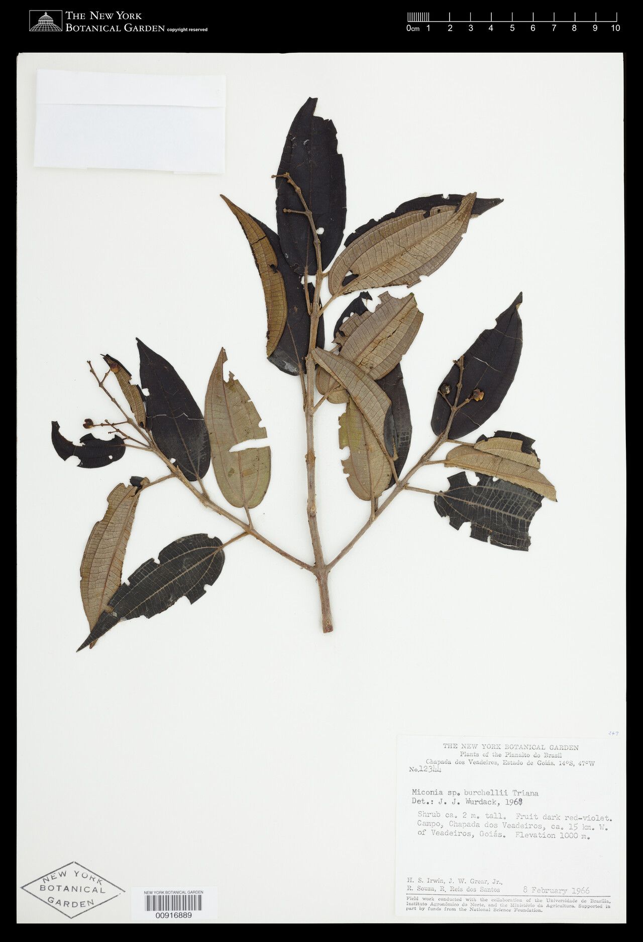 Miconia burchellii fruit