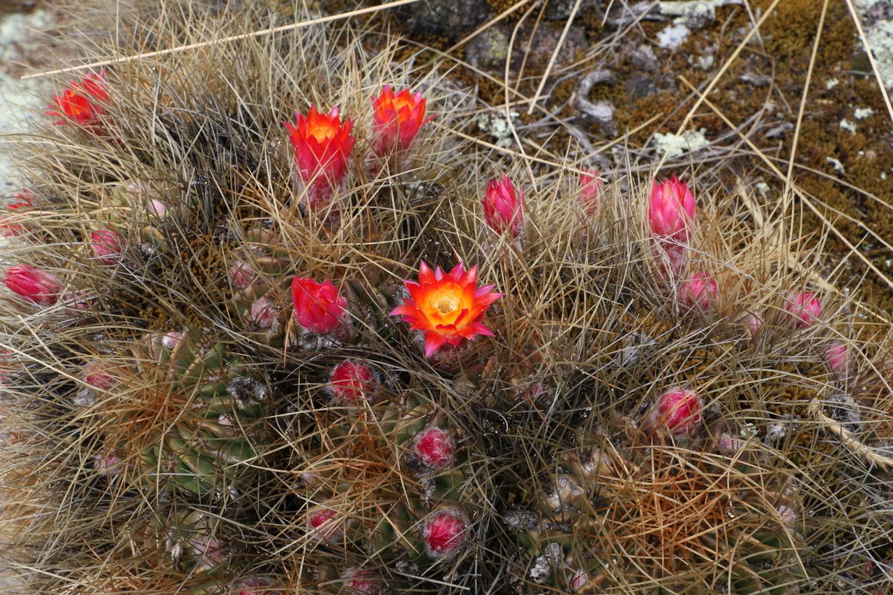 Lobivia pentlandii habit