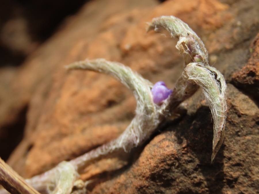 Cyanotis foecunda leaf