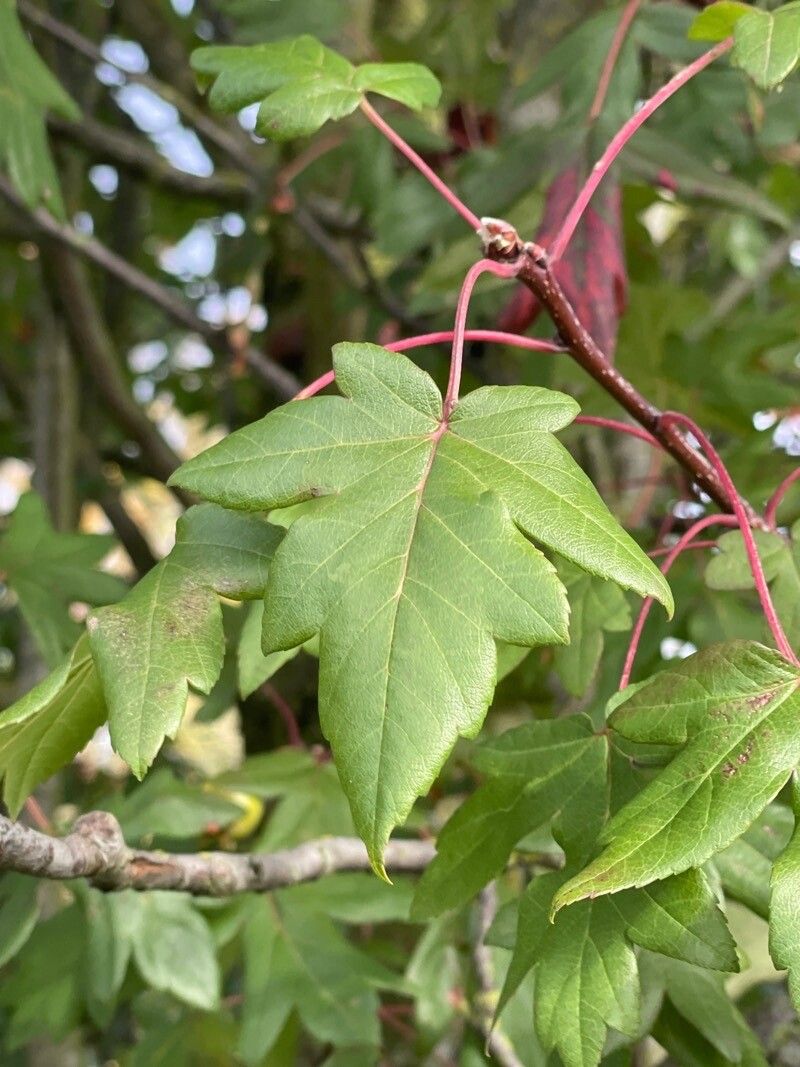 Malus trilobata — search result for 'Malus'