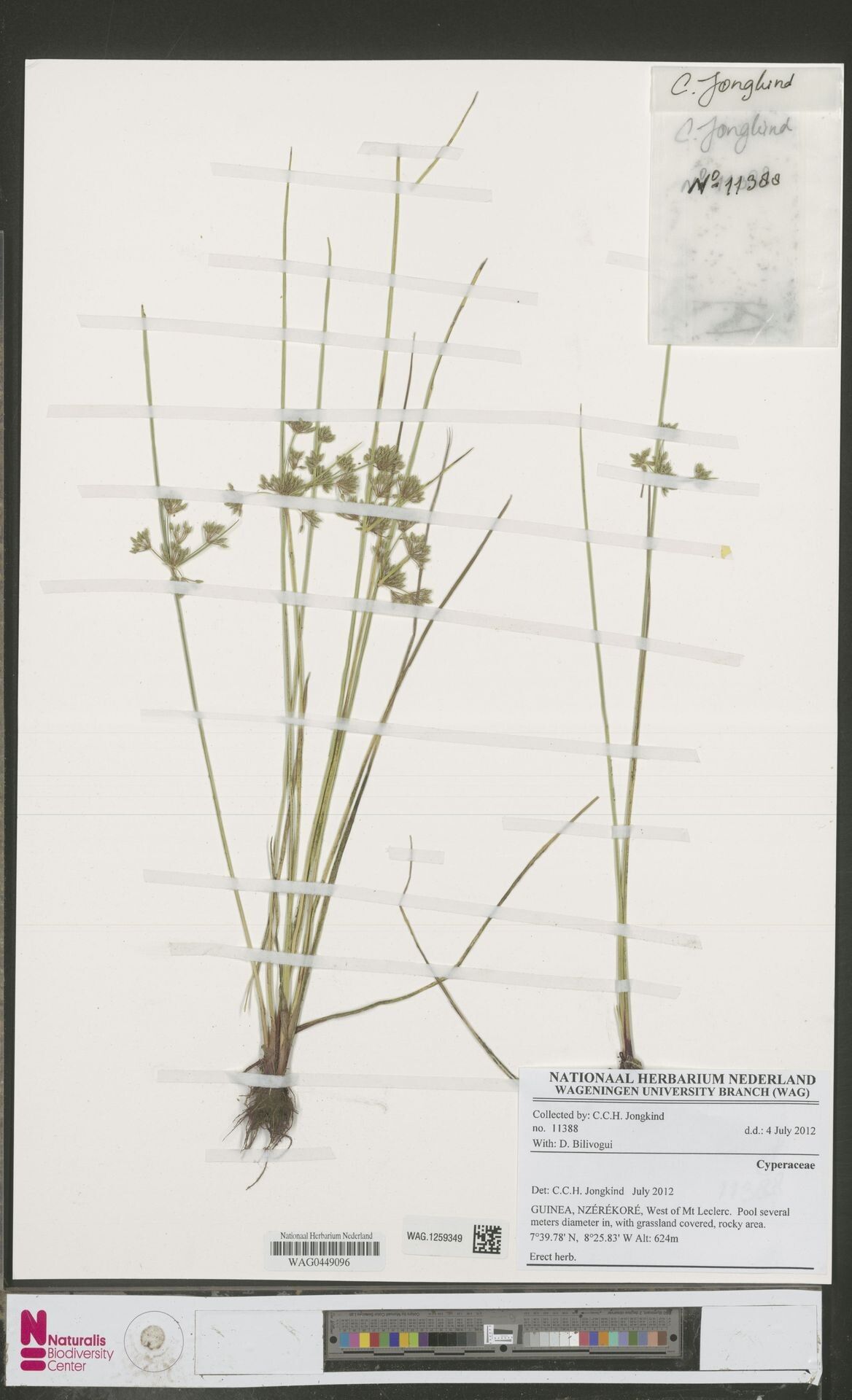 Cyperus submicrolepis — houseplant care guide