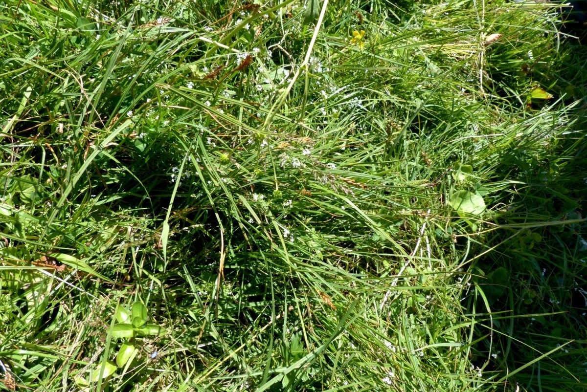 Blysmus compressus — houseplant care guide