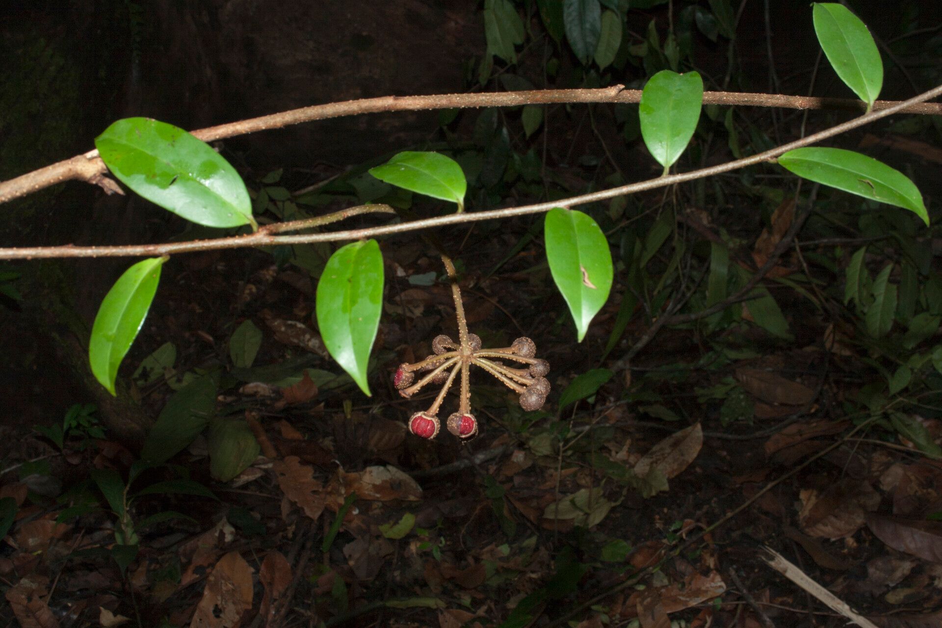 Marcgravia pedunculosa — houseplant care guide