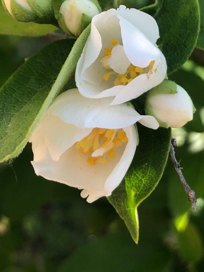 Philadelphus floridus flower