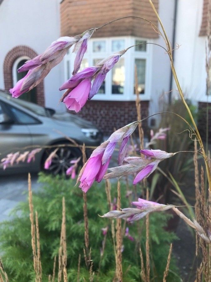 Dierama pulcherrimum flower