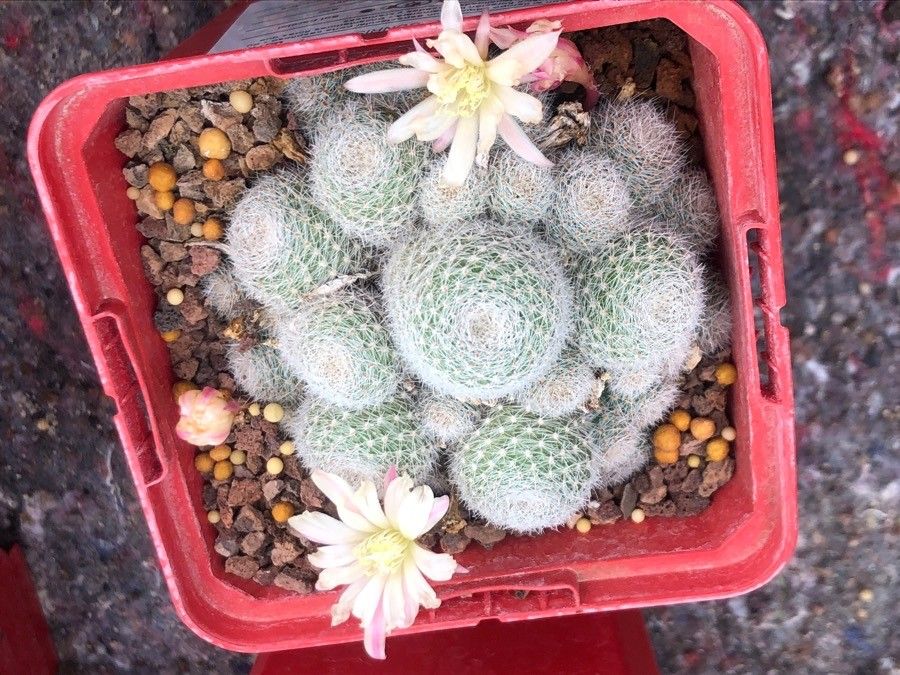 Rebutia heliosa — search result for 'Cactaceae'