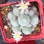 Rebutia heliosa