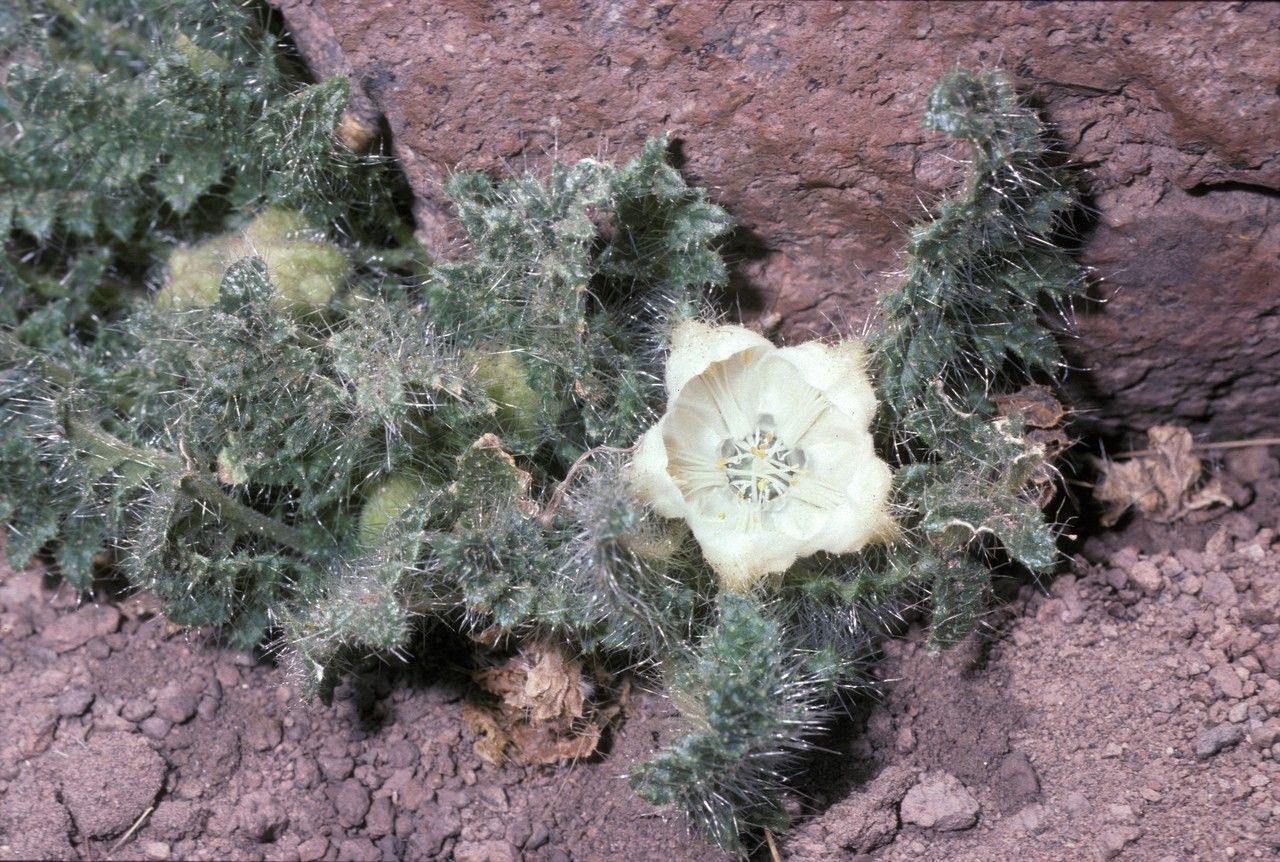 Caiophora coronata habit