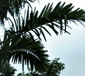 Arenga microcarpa — houseplant care guide