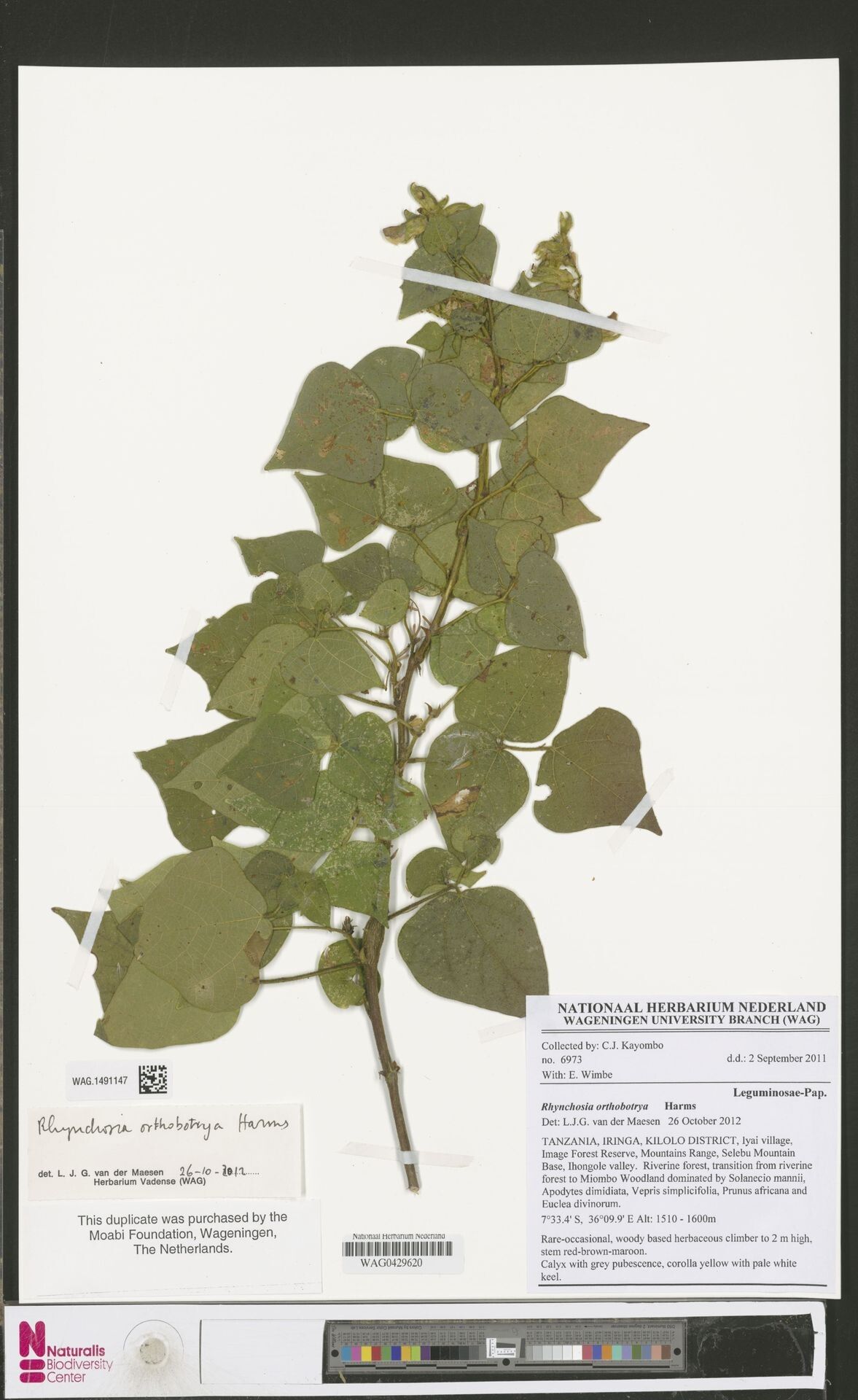 Rhynchosia orthobotrya — houseplant care guide