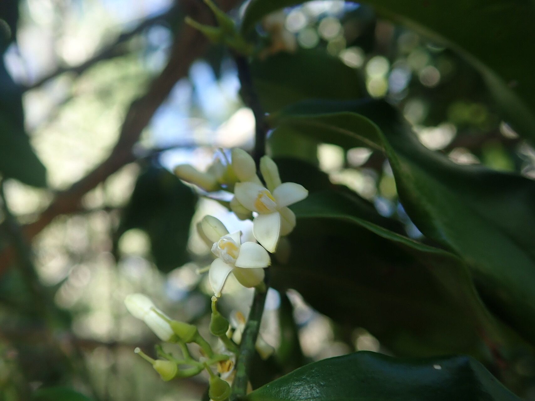 Olax lanceolata — houseplant care guide