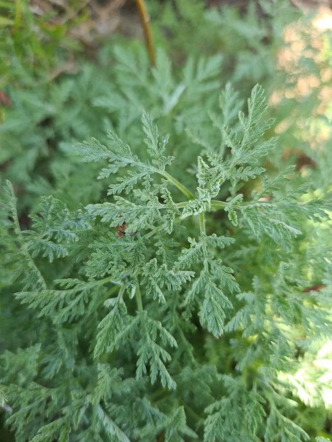Artemisia pontica leaf