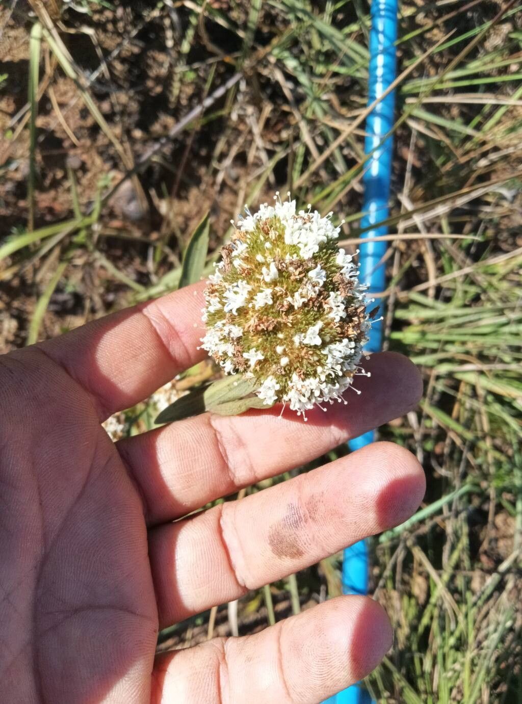 Spermacoce pohliana flower