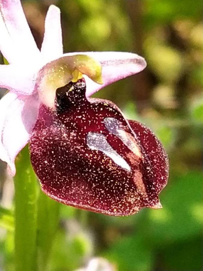 Ophrys ferrum-equinum — search result for 'Albania'