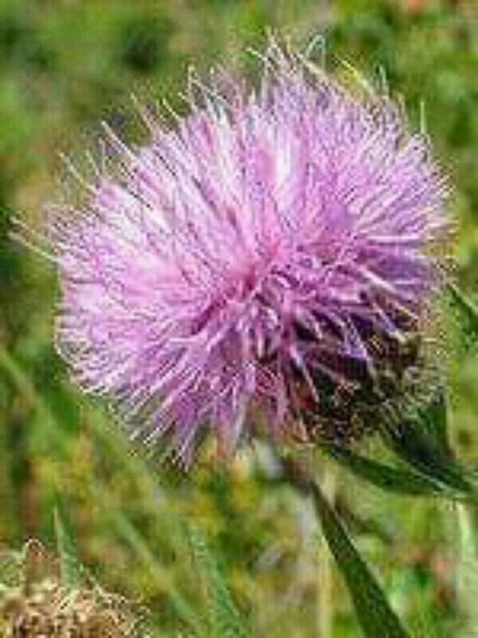Cheirolophus sempervirens flower