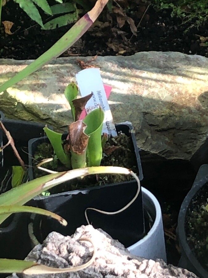 Heliamphora heterodoxa — search result for 'Guyana'