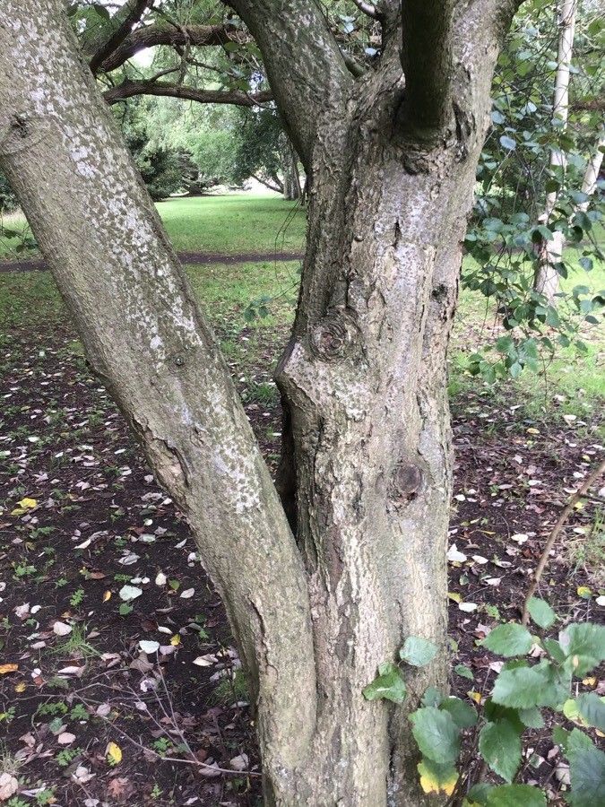 Sorbus devoniensis bark