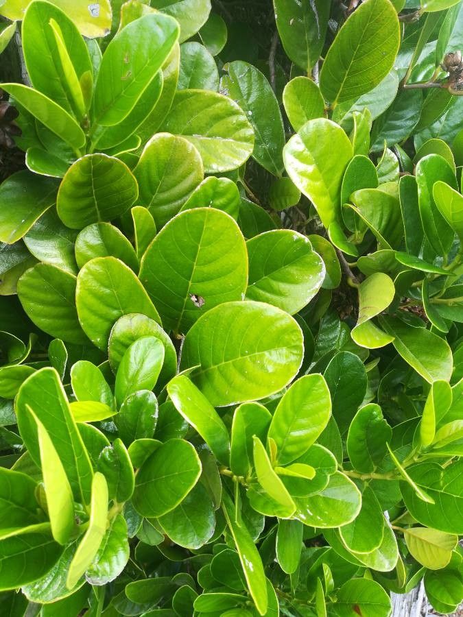 Tetracera billardierei — related species from the same genus