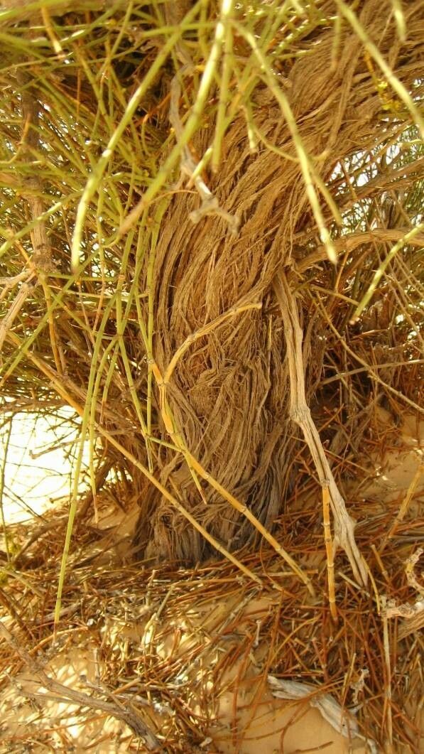 Ephedra viridis bark