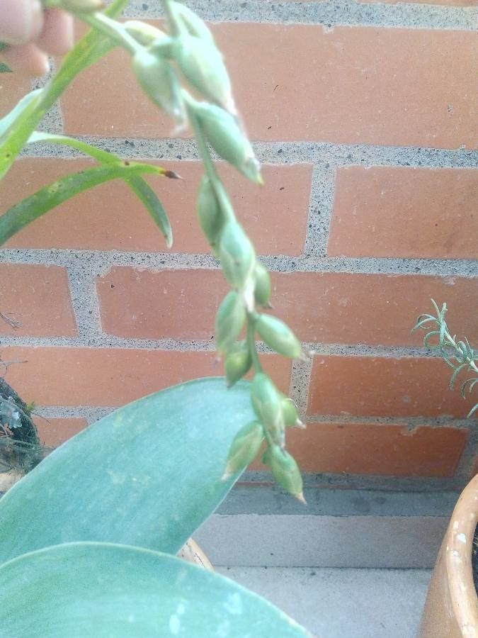 Tillandsia utriculata fruit