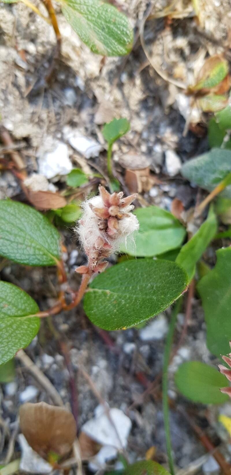 Salix reticulata fruit