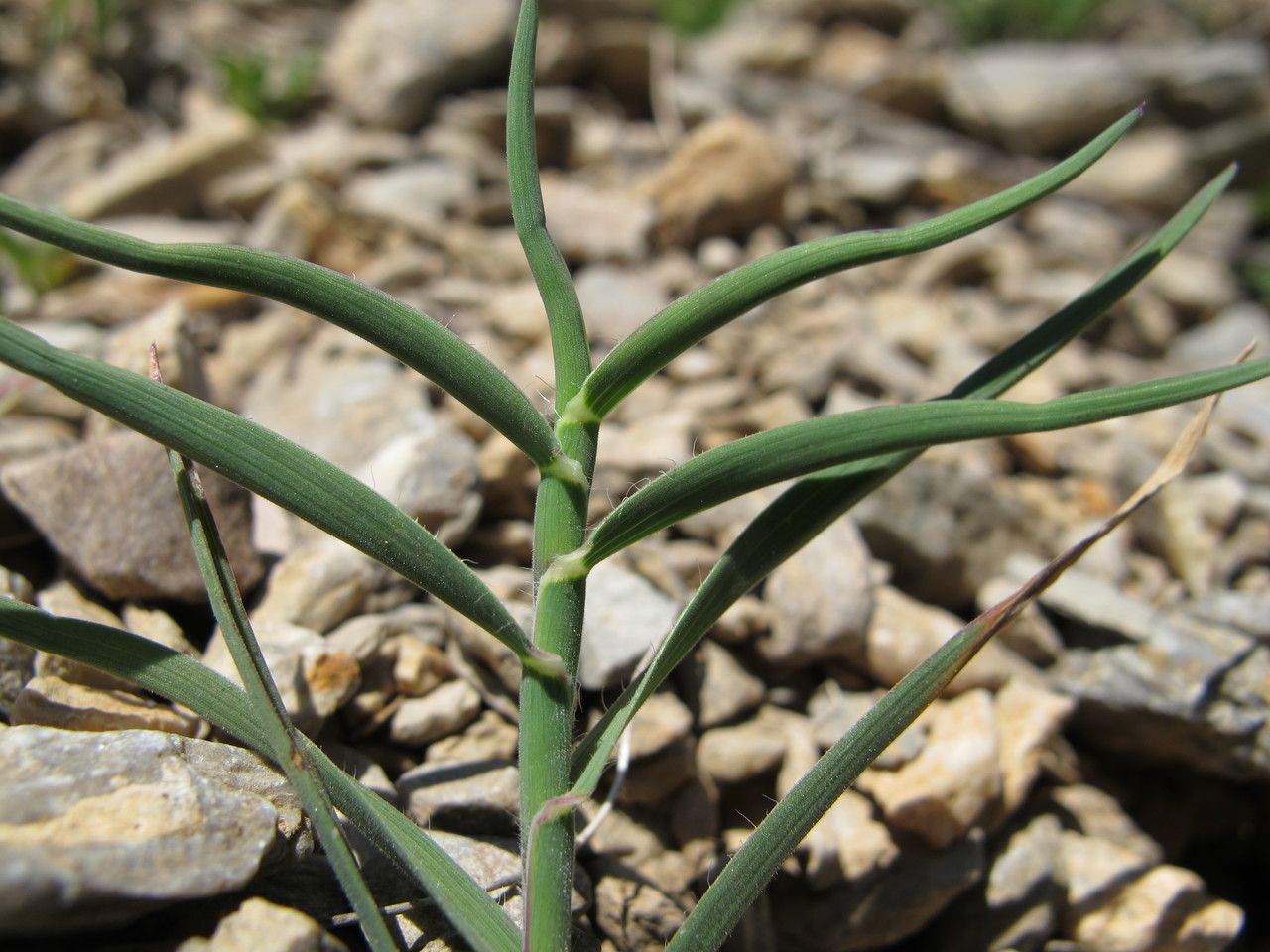 Trisetum distichophyllum — related species from the same genus