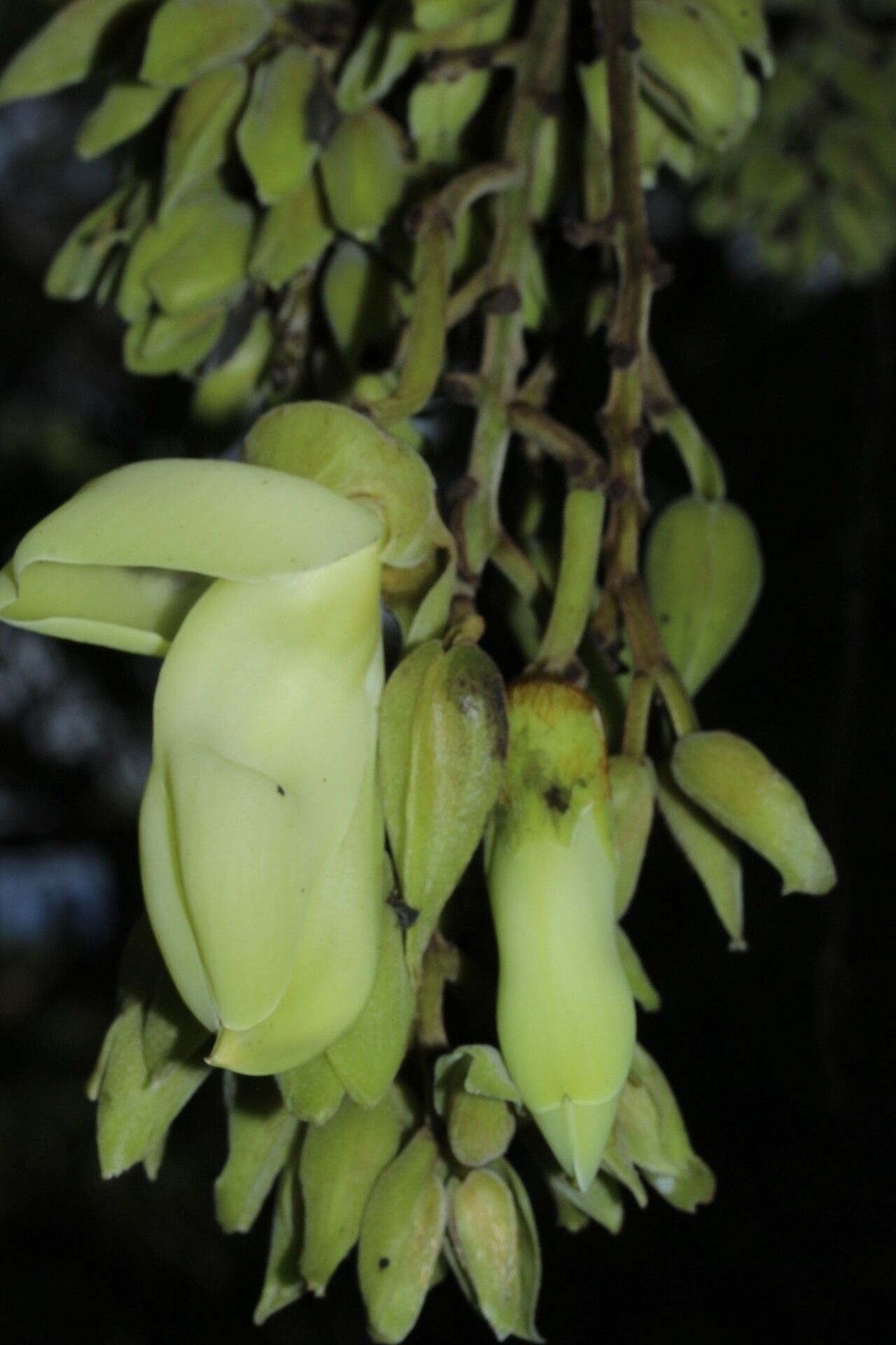 Mucuna paniculata — search result for 'Mucuna'