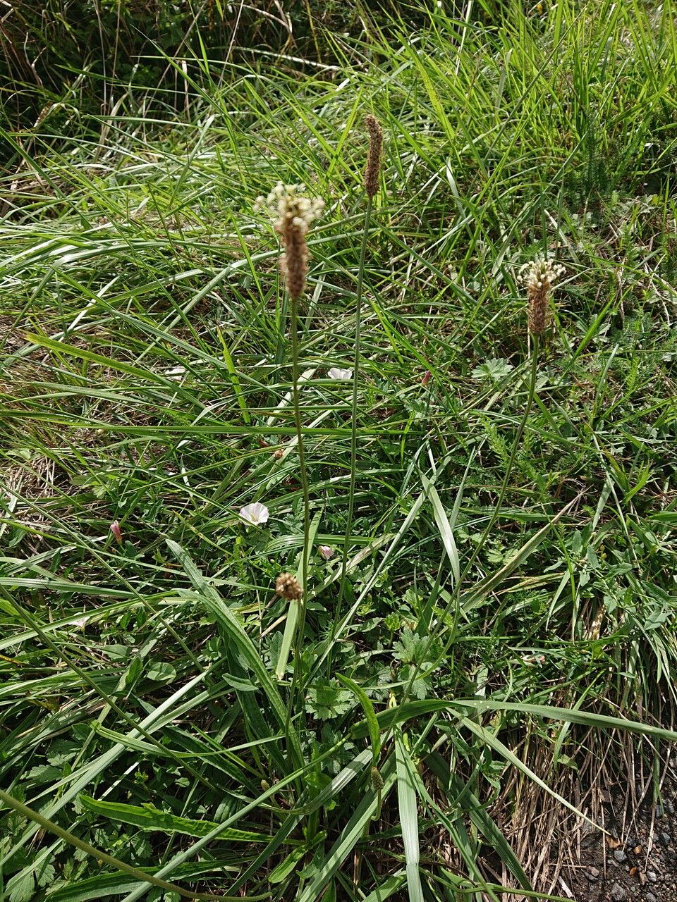 Eleocharis elegans flower